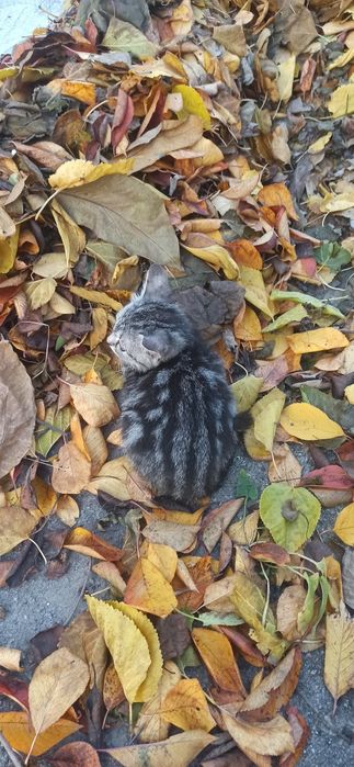 Кошенята котята в добрі руки