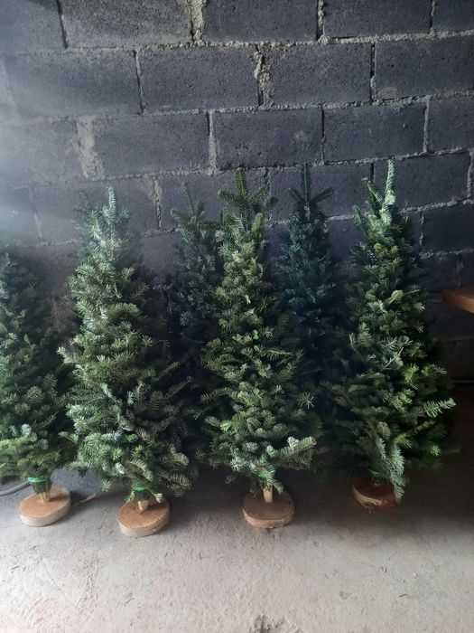 Гілочки для декору та в'язані ялинки мотанки оптом і вроздріб