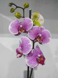 Квіти кімнатні  і орхідеї