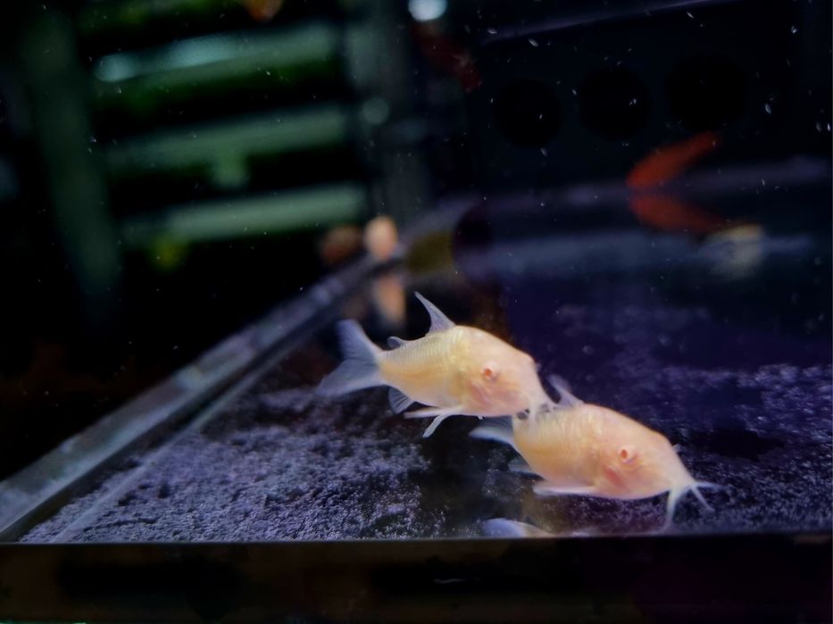 Kirysek spiżowy albino