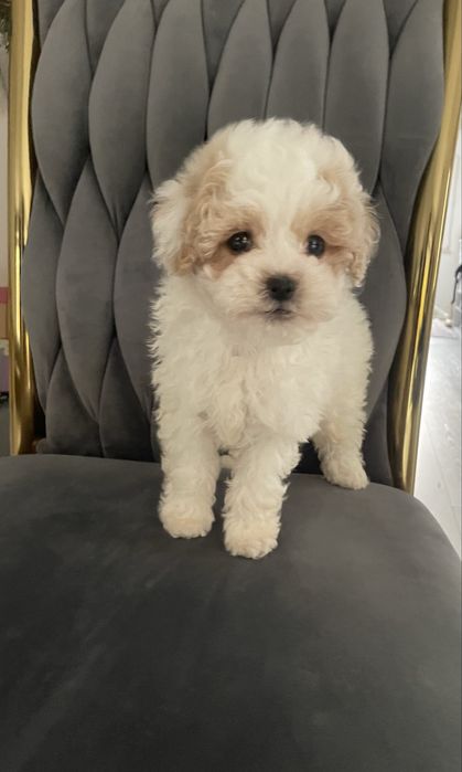 Maltipoo chłopczyk „Reksio”