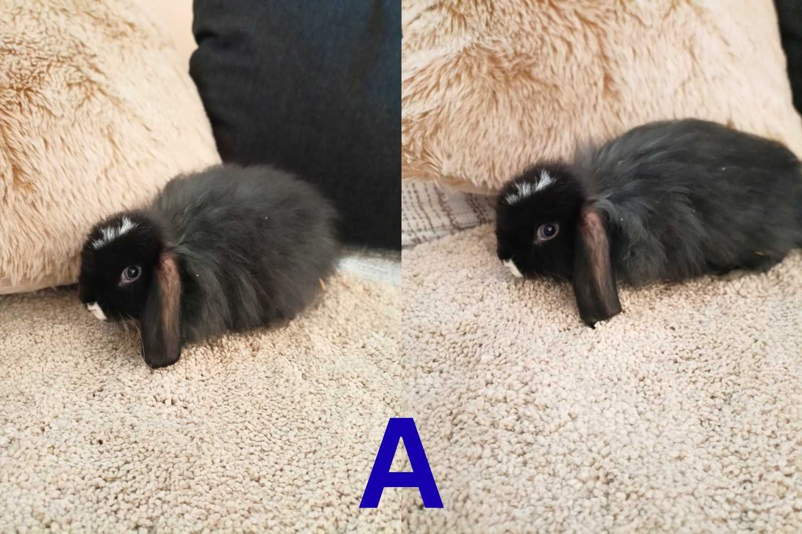 Coelhinhos bébés cruzados de LOP e LOP Cabeça de Leão