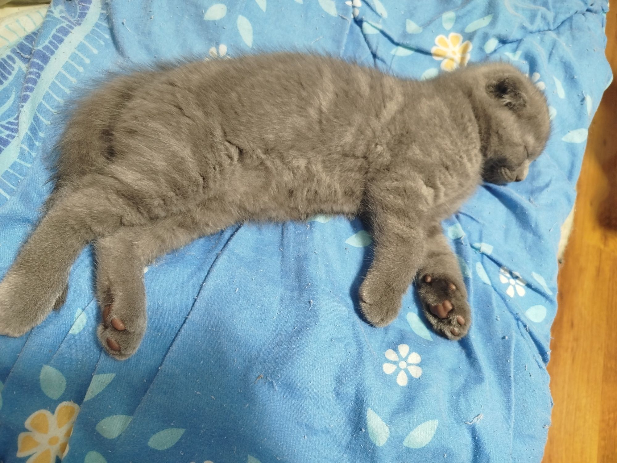Шотландські кошенята
