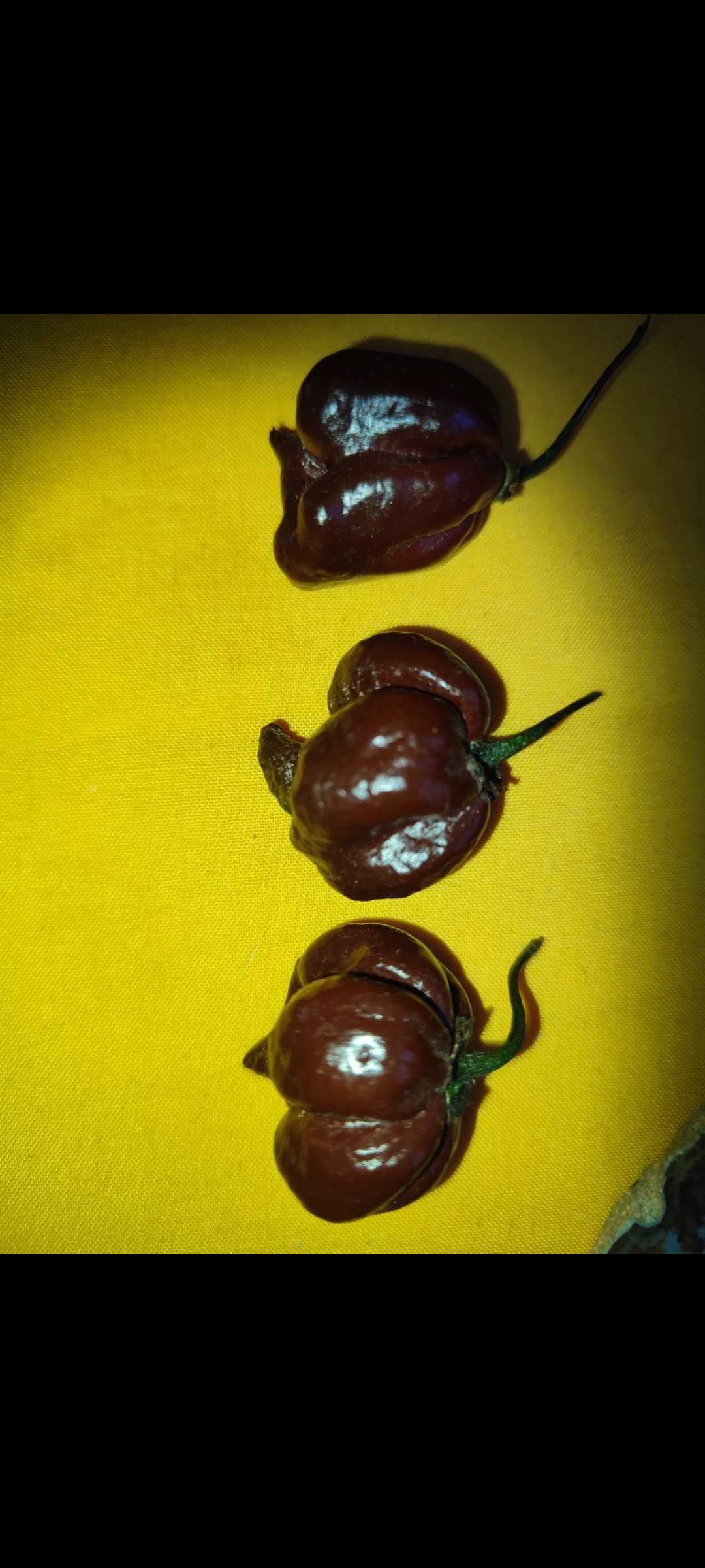 Habanero chocolate