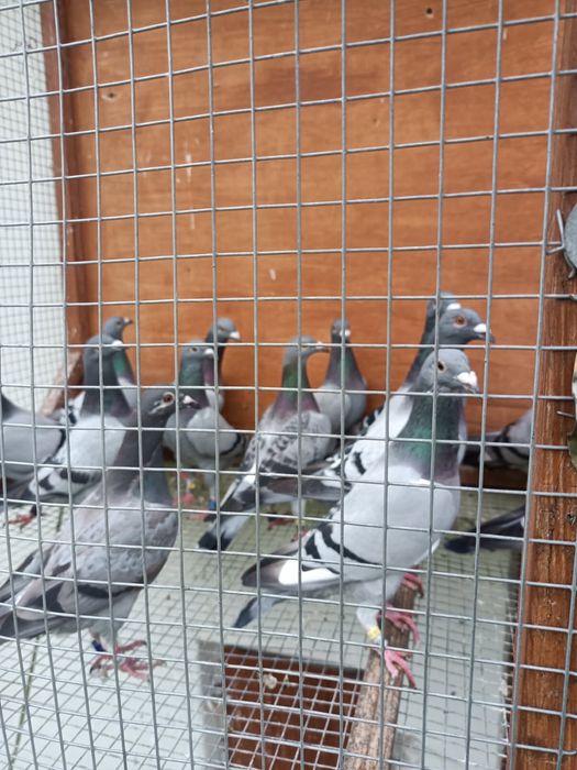 Gołębie pocztowe młode po lotach