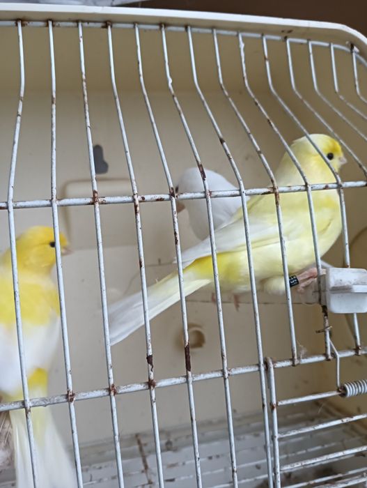 Vendo Canários novos