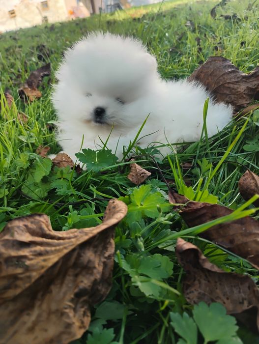 Piesek rasy szpic miniaturowy pomeranian, piesek miś