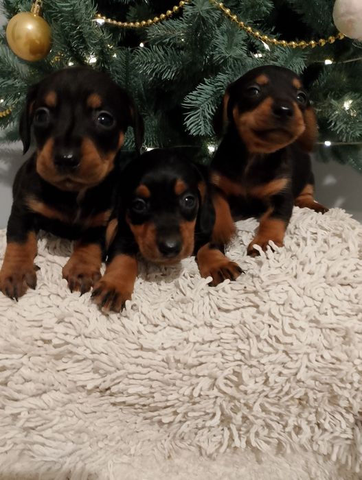 Цуценята такси...