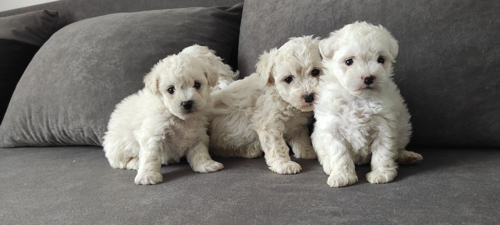 Bichon Frise piesek z rodowodem