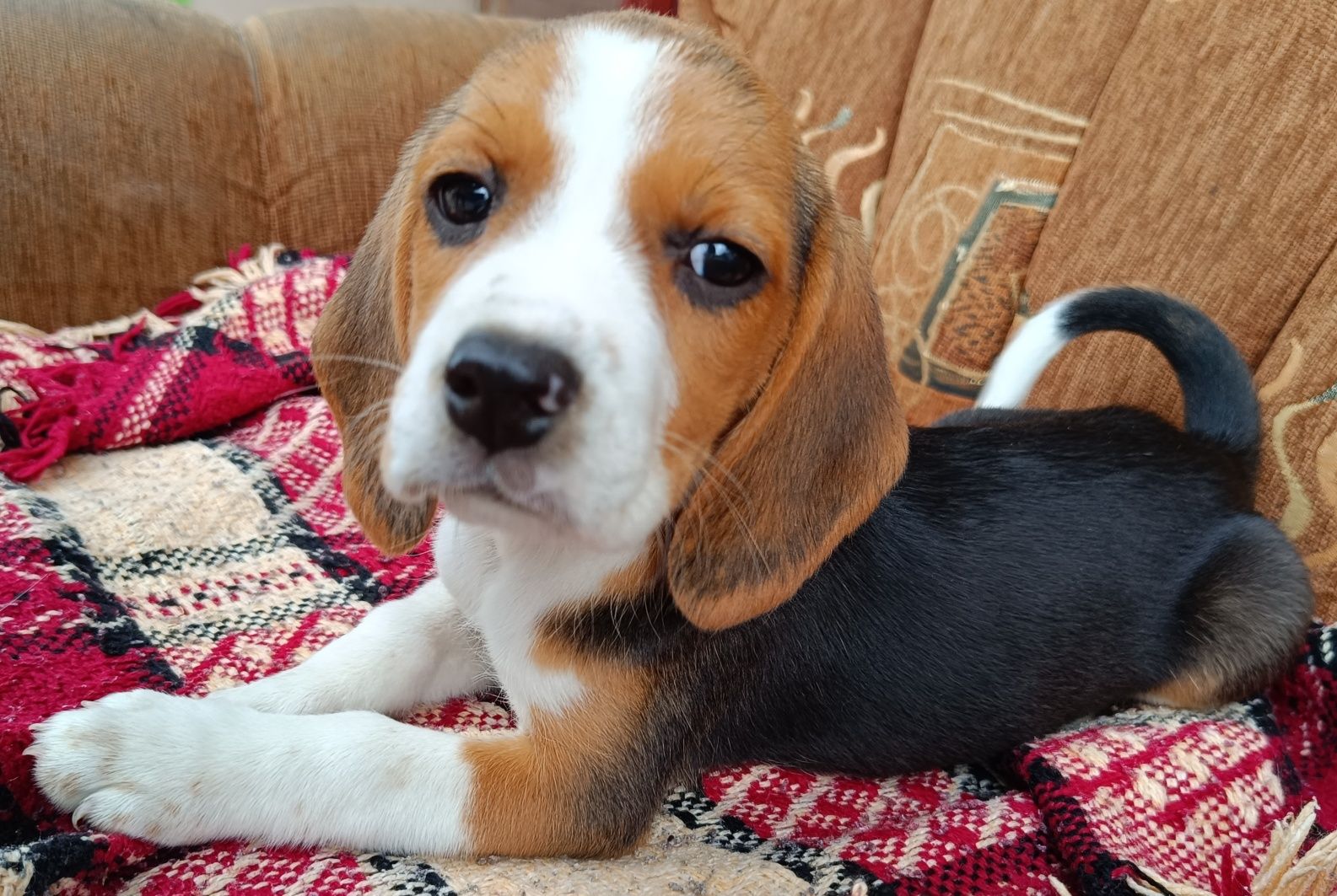 Beagle suczka czystej rasy .