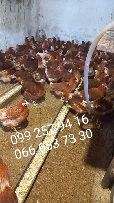 Кури Ломан-Браун Несучки