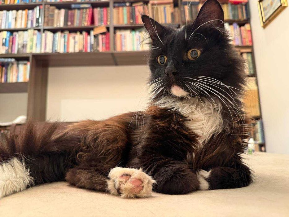 ніжний котик , лагідний кіт , пухнастий і цікавий