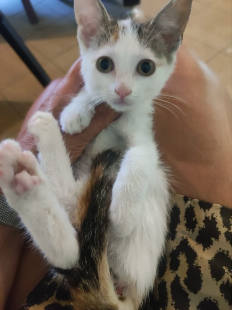 Fiona kotka kot koty kociaki do adopcji
