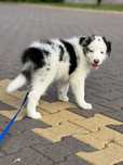 Border Collie - Piesek Blue Merle