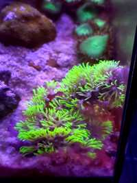 Brarerium fluo green