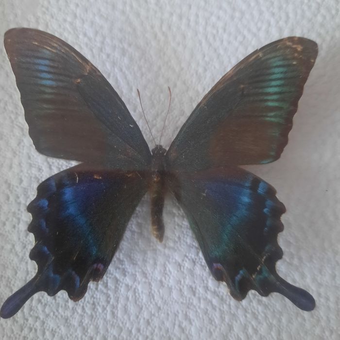 Подарочная бабочка, скорпион в рамке