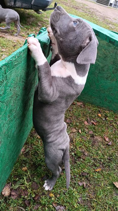 Amstaff błękitny blue samiec gotowy do odbioru