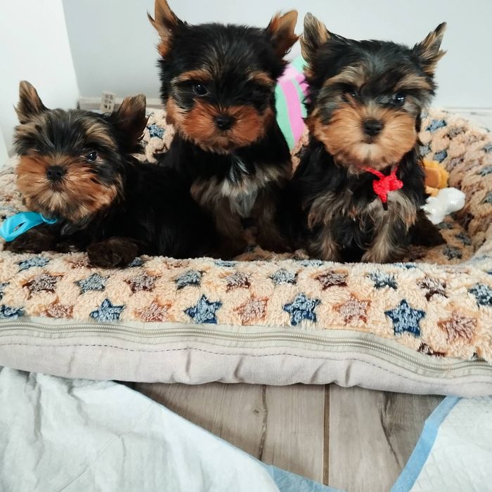 Czarno zloty samczyk Yorkshire terrier z Rodowodem