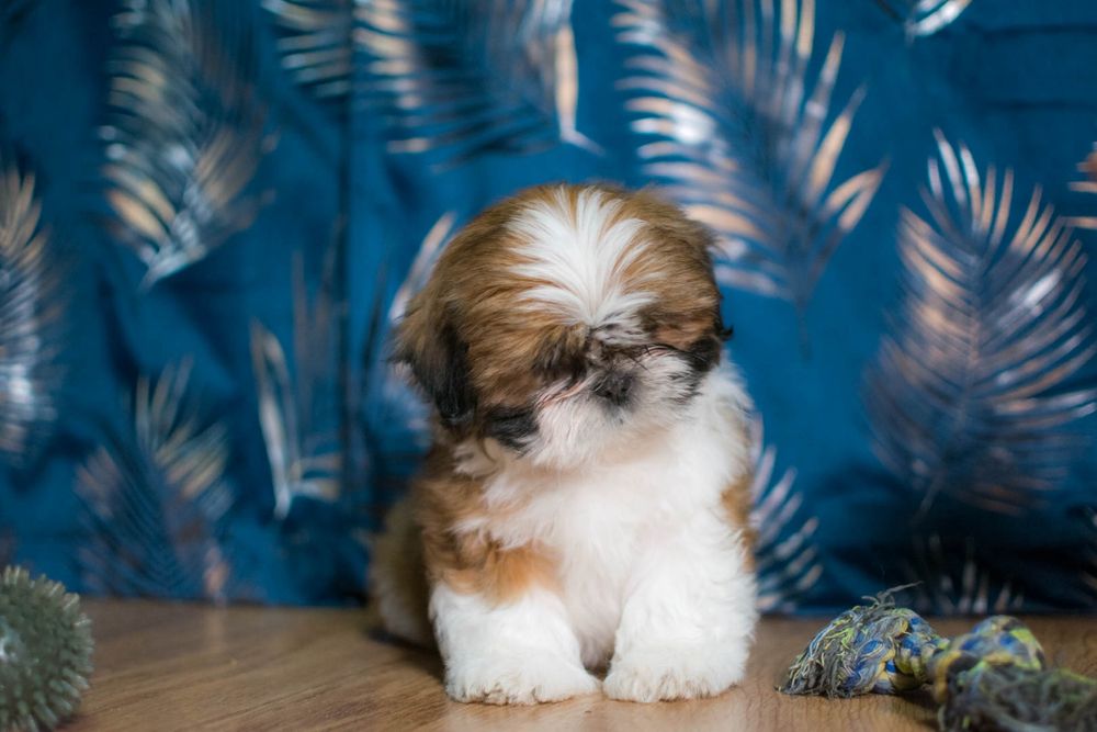 Śliczny Piesek Shih Tzu