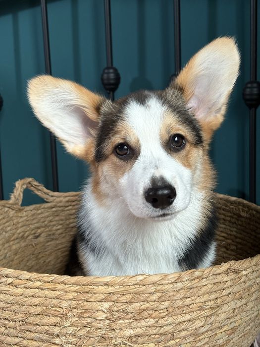 Chłopak Welsh Corgi Pembroke FCI