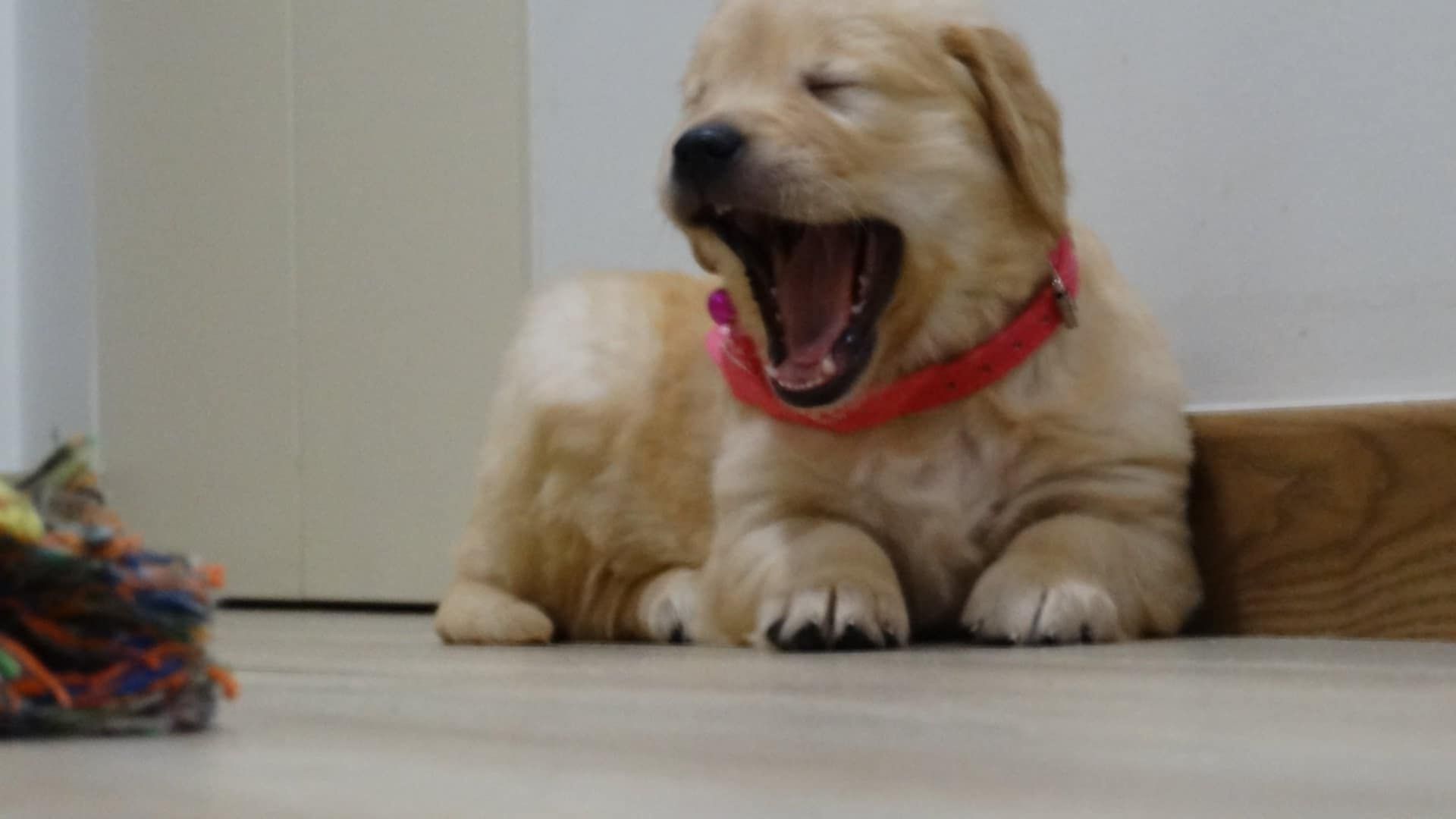 Piesek rasy Golden retriever