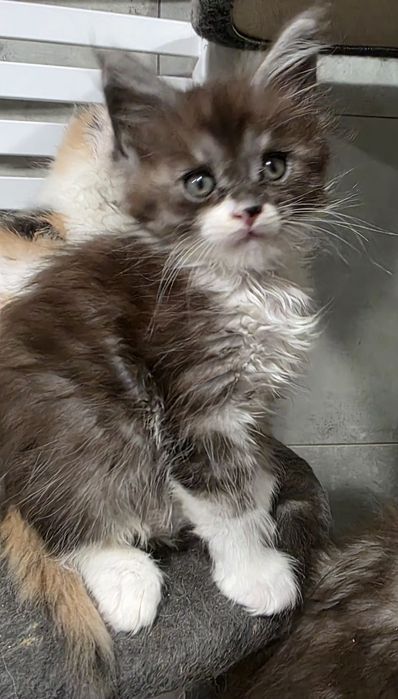 Czarno - biala koteczka mco