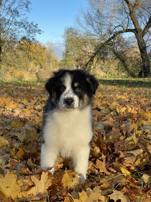 Австралійська вівчарка Ауссі хлопчик