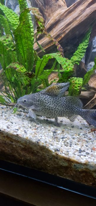 Opaczek synodontis Sp. Okazja !