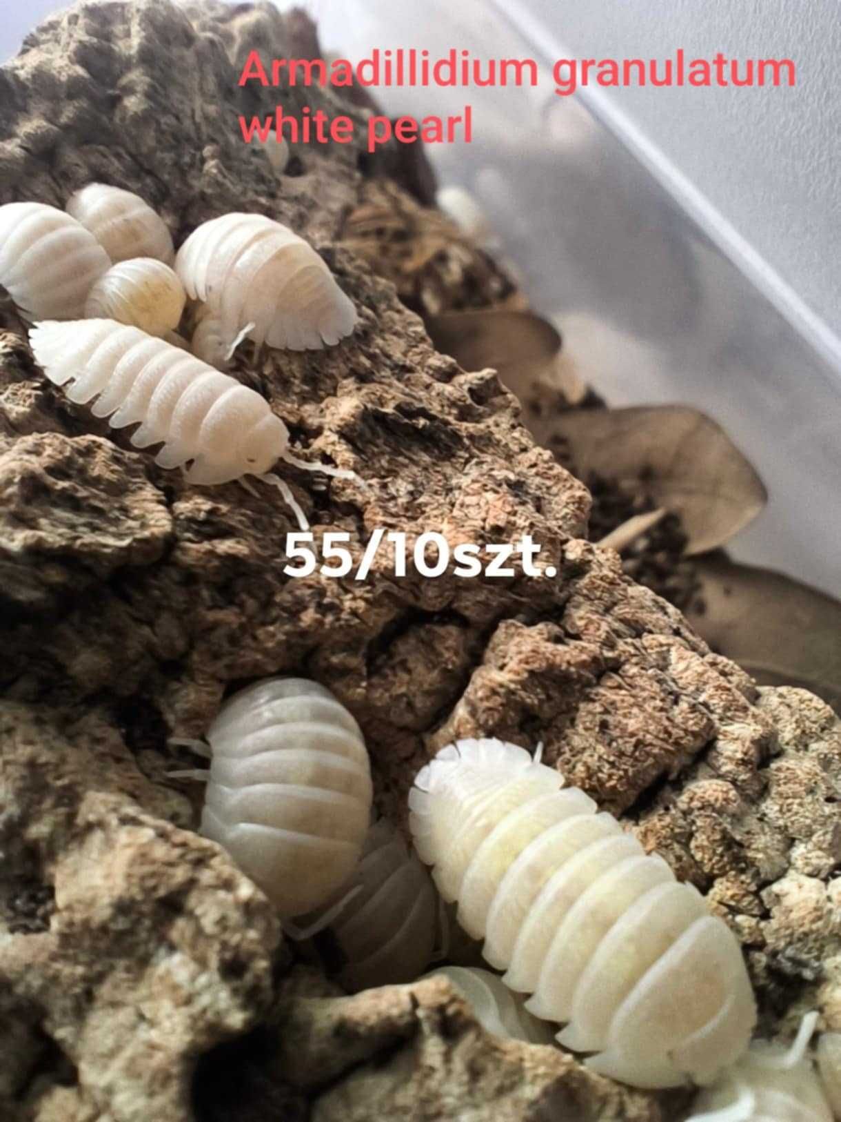 Isopody cubaris/armadillidium