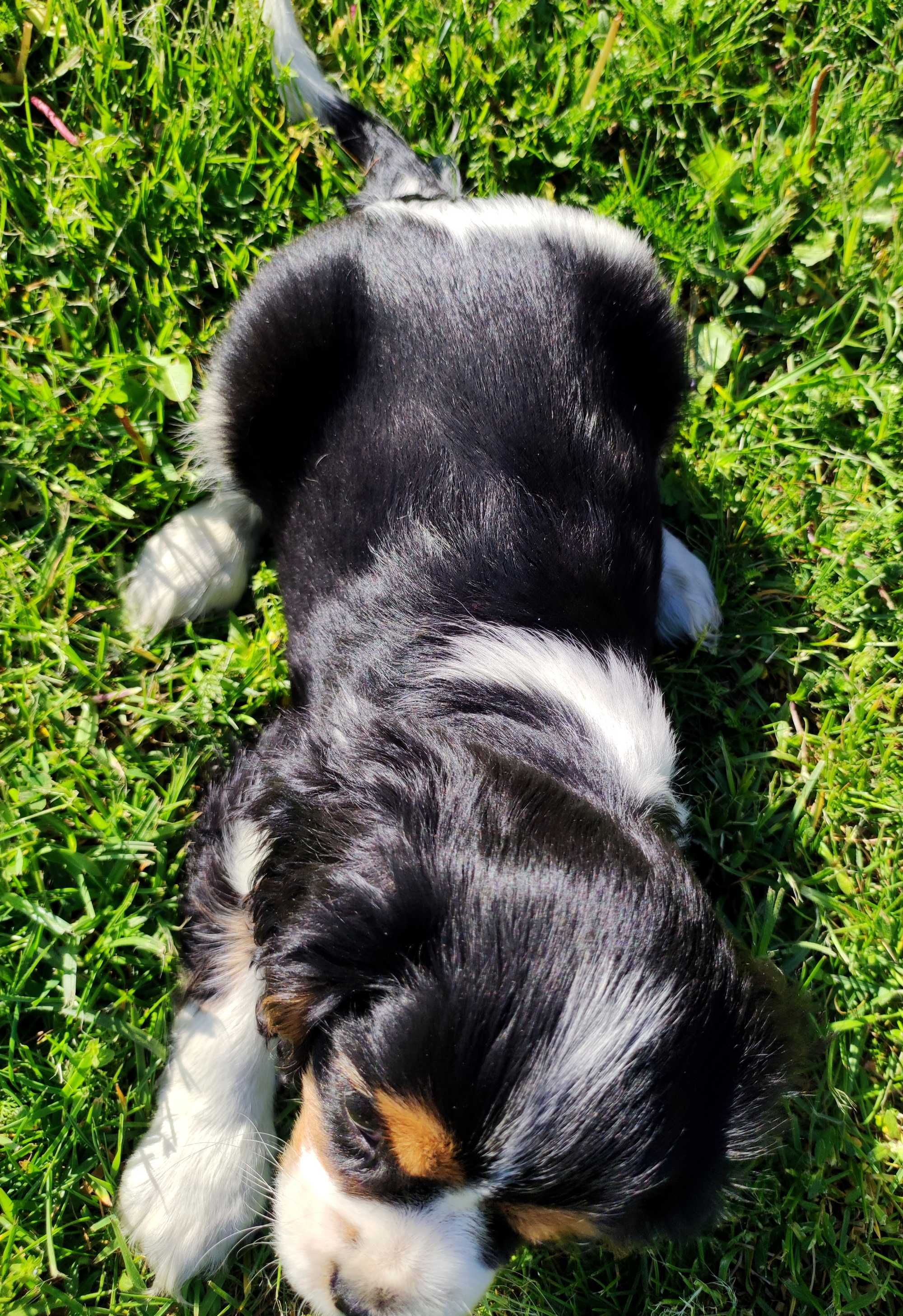 Piesek - Cavalier King Charles Spaniel