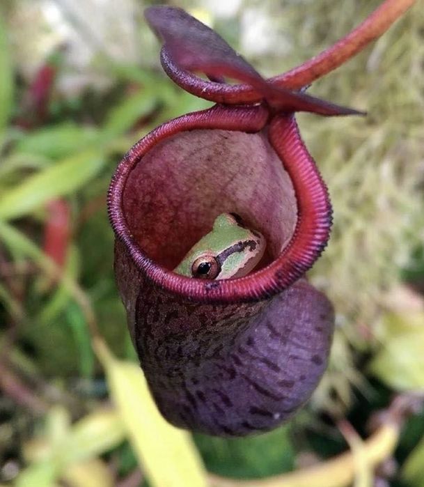 Мухоловка  Непентес (лат. Nepenthes) h -25 см