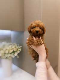 Maltipoo Beautiful