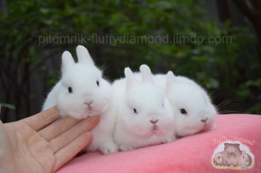 Справжні карликові гермеліни!Є кролики доступні для резерву