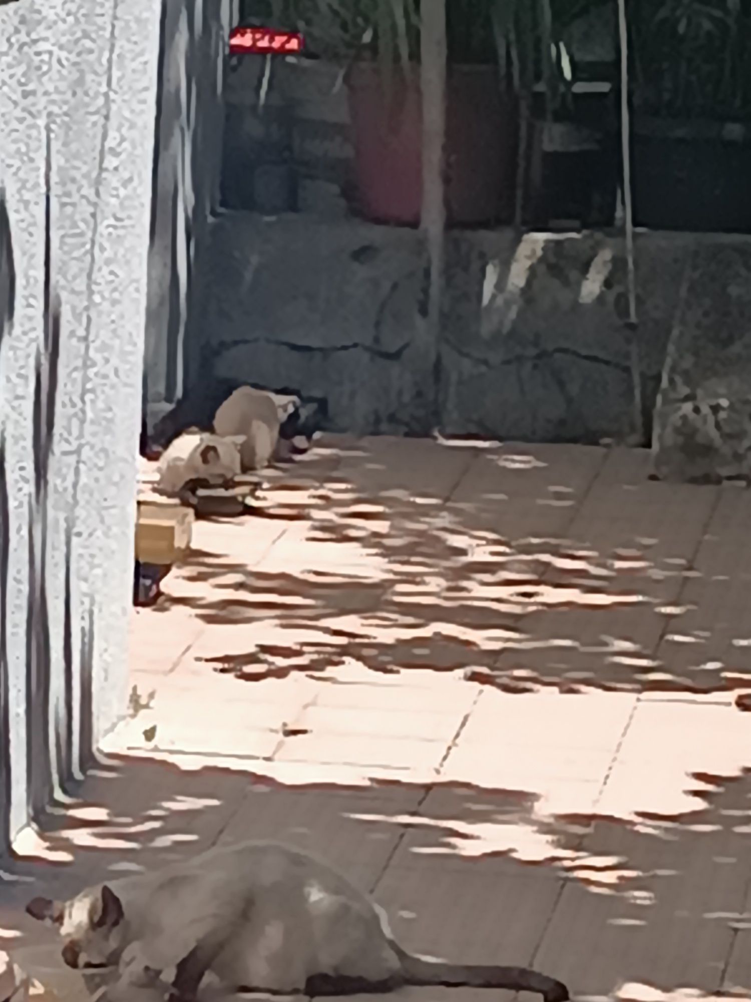Doar 7 Gatinhos de 1 Mês e 3 Semanas