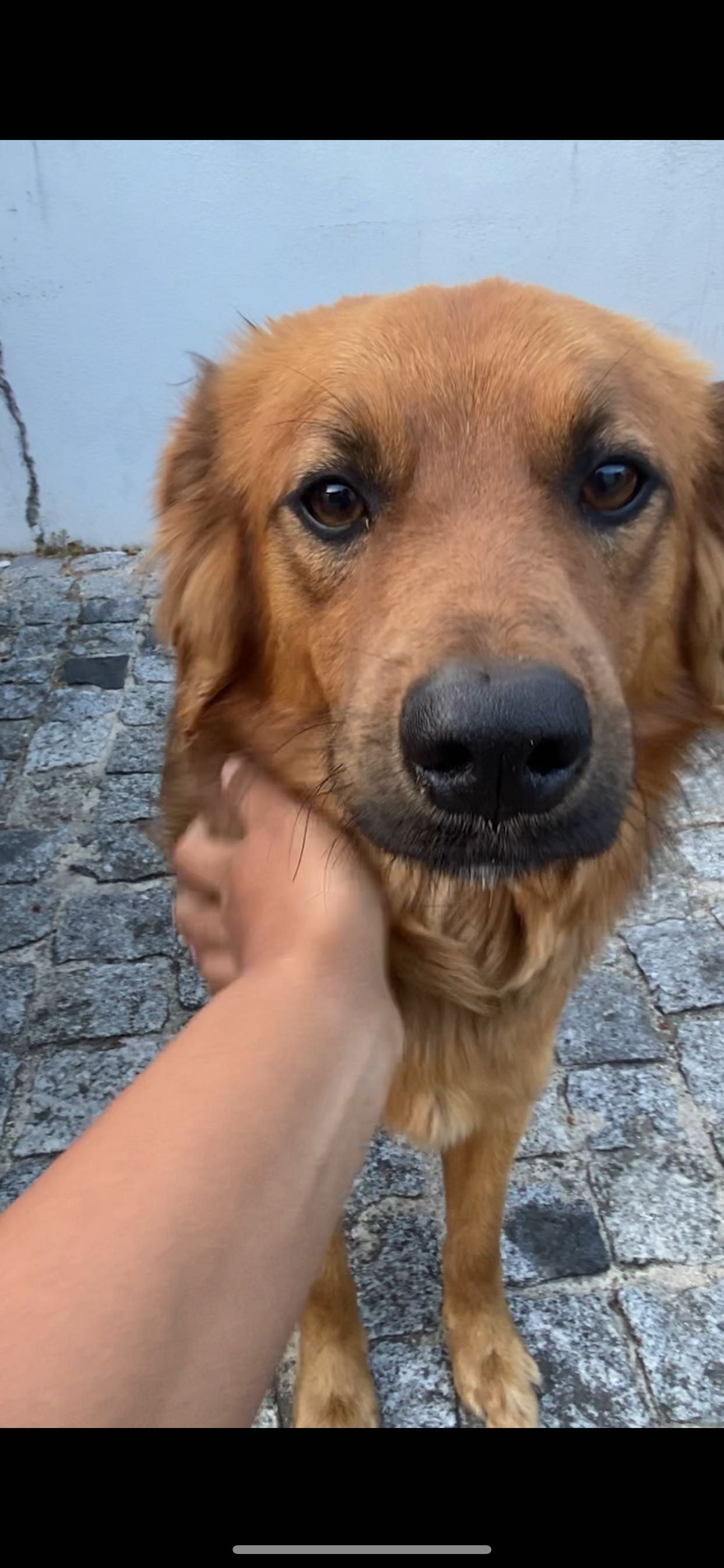 Cão muito meigo e calmo