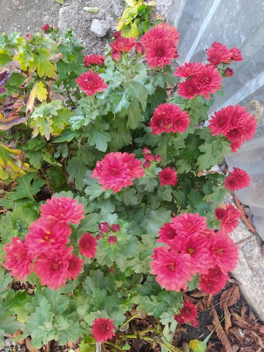 Продам хризантеми