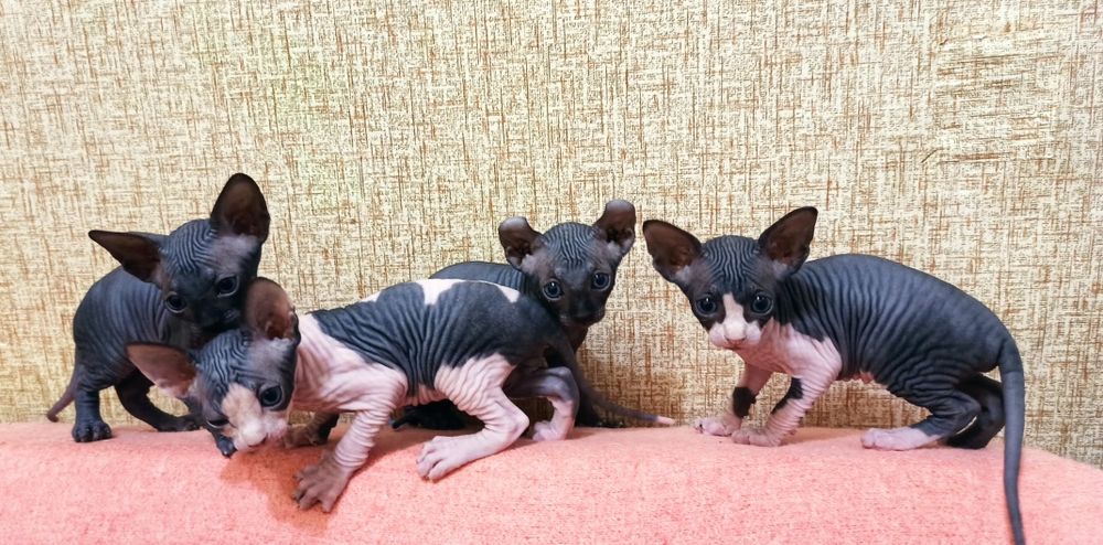 Кошенята канадського сфінкса.