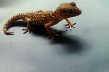 Gekony madagaskarskie pictus 2