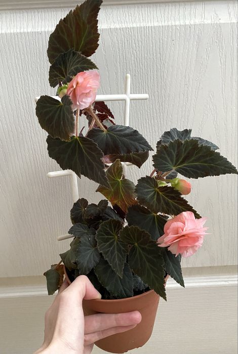 Бегонія English Rose