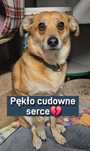 SOS - MAKSIOWI potrzebny dom na ratunek życia