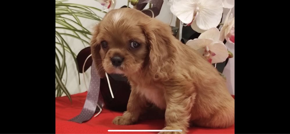 Cavalier King Charles spaniel sunia z rodowodem