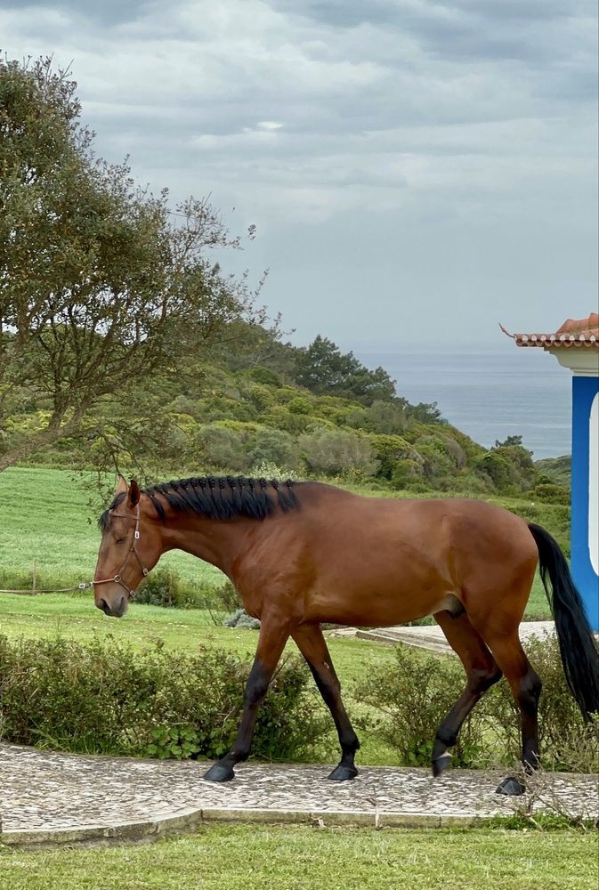 Riding Horse and excellent Character