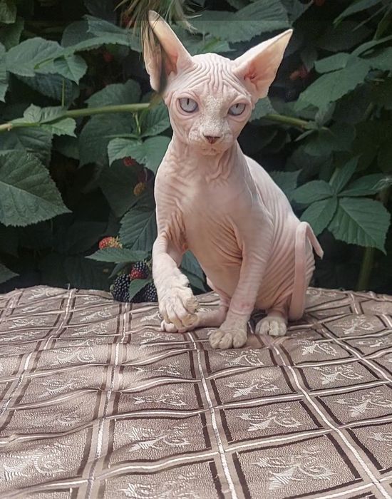 Голубоглазый котёнок сфинкс