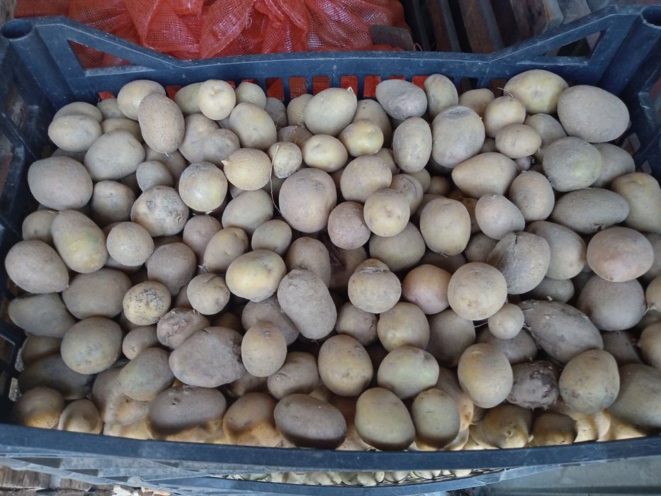 Ziemniaki drobne i sadzeniaki   metr 30zl