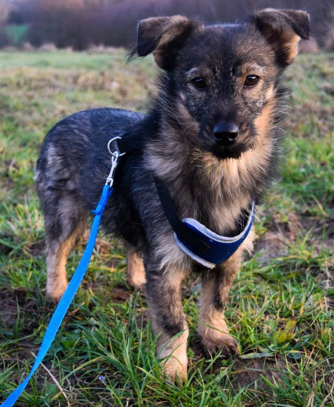 Malutki kochany pies szuka domu Adopcja