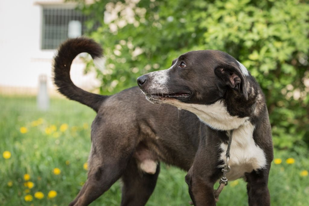Rambo mix Border Collie z TTB do domu w spokojnej okolicy do adopcji!