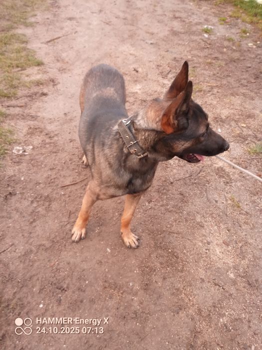 owczarek belgijski pies 10 miesięcy rodowód po szkoleniu