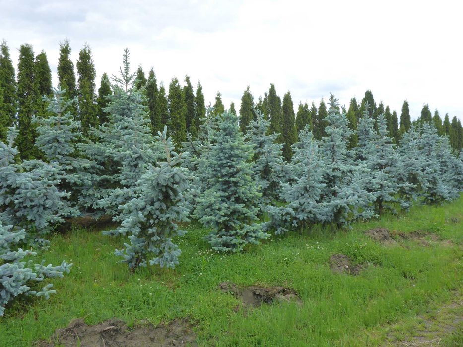 dowozimy i sadzimy ‼️ 300cm tuja SZMARAGD smaragd ‼️ PRODUCENT