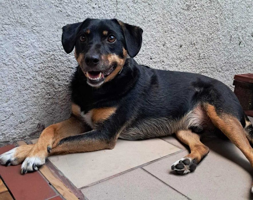 Młodziutki, wesoły, przyjazny Oluś czeka na domek. Adopcja!