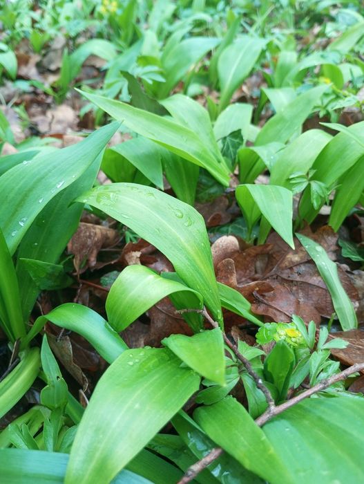 Черемша, ведмежий часник